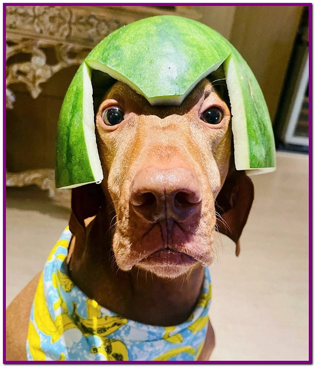 Собака в арбузном шлеме