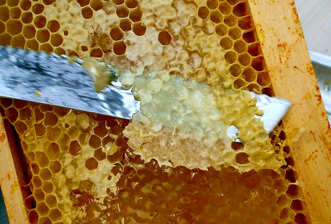 Соты медовые темное разнотравие