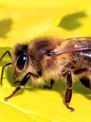 Среднерусская медоносная пчела
