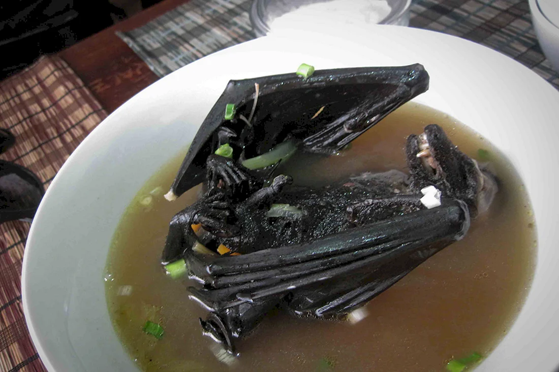 Суп с летучей мышью в Китае