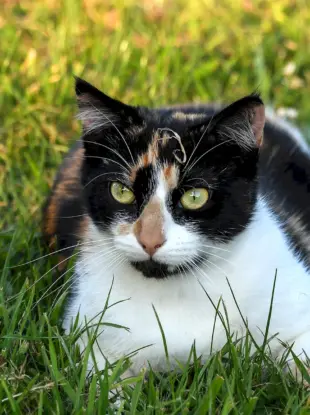 Трёхцветная кошка на траве