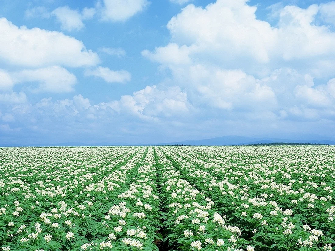 Цветущее картофельное поле