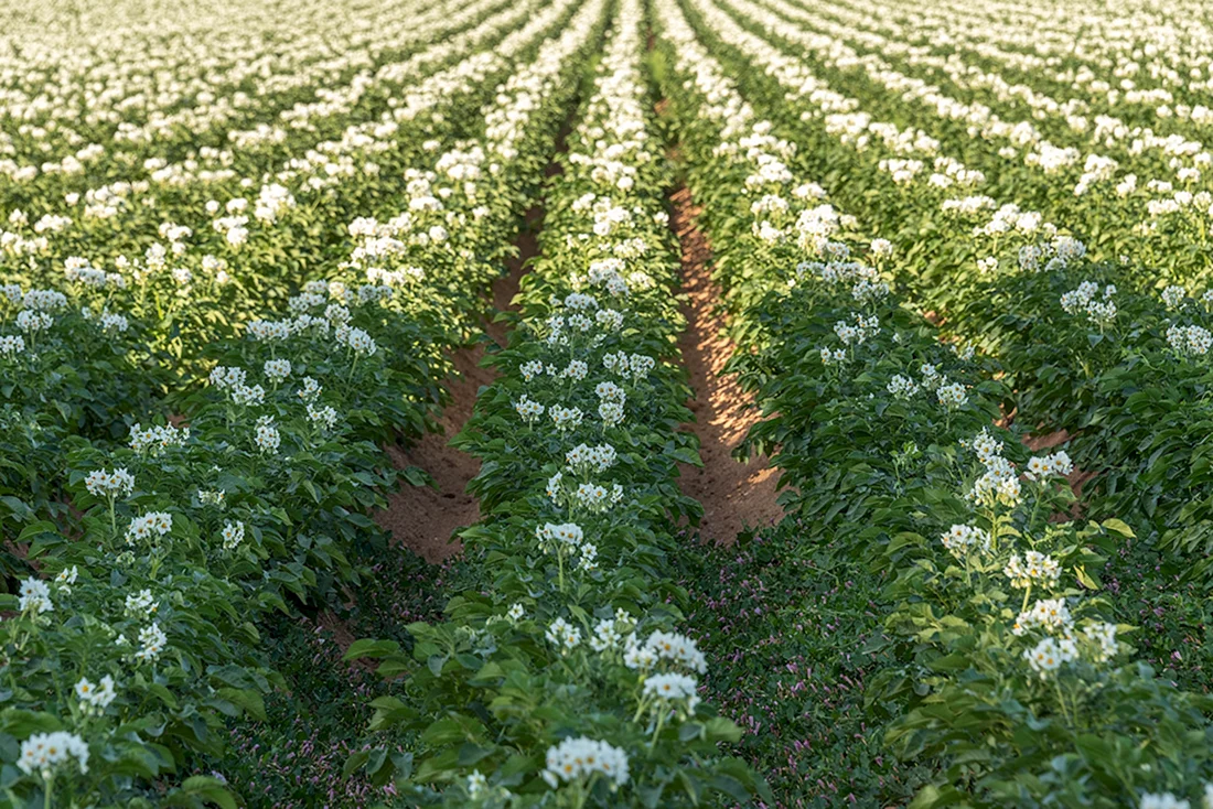 Цветущее поле картофеля
