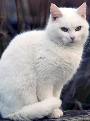 Кошка белая