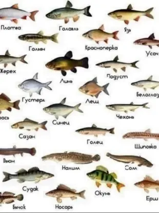 Речные рыбы названия