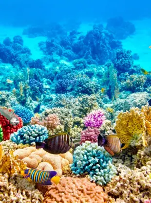 Риф красного моря высокое разрешение
