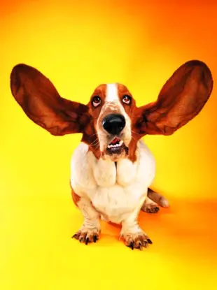 Собака с длинными ушами